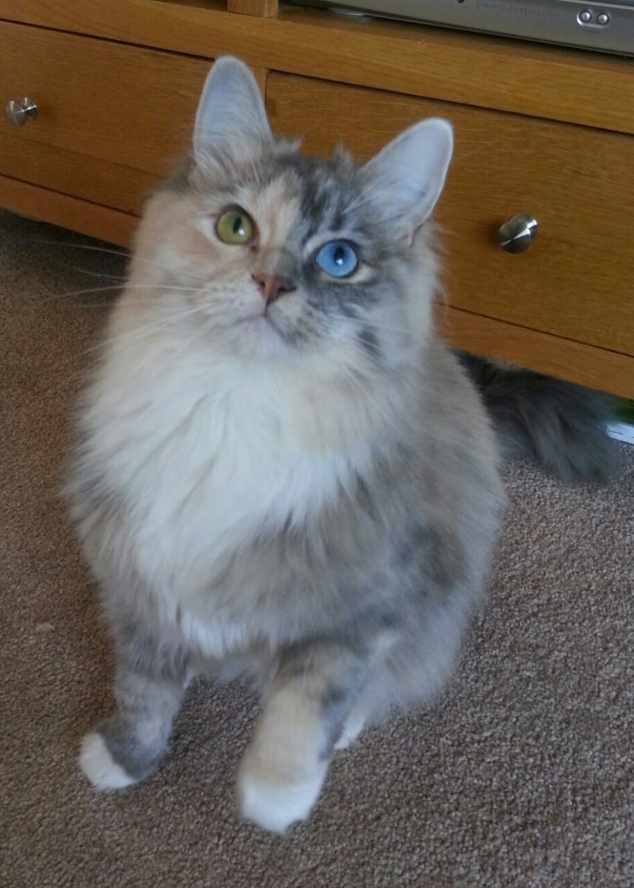 九游官网pc-_鹈鹕展现团队配合，持续追赶季后赛_，鹈鹕队百度百科