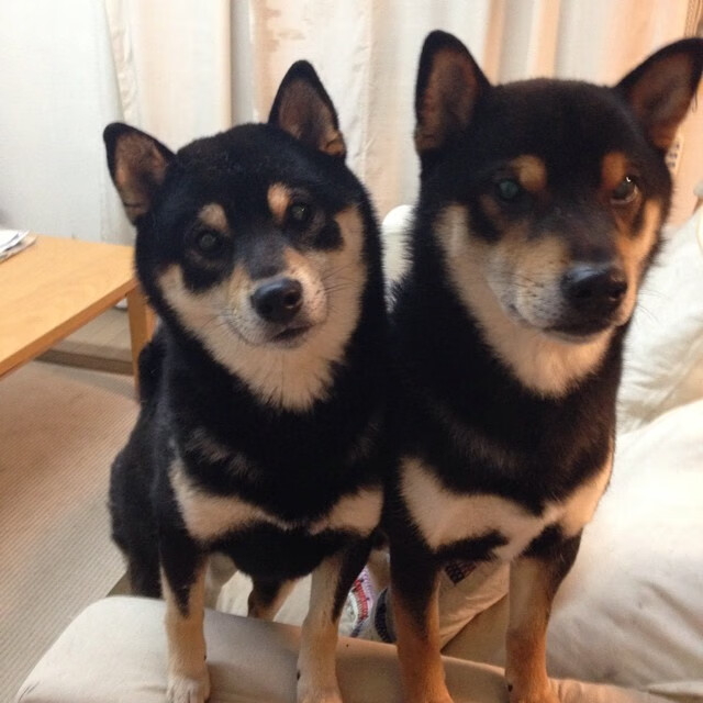 Jiuyou-【共识Update】最新比赛规则，让比赛更加公平公正？，比赛规则很简单