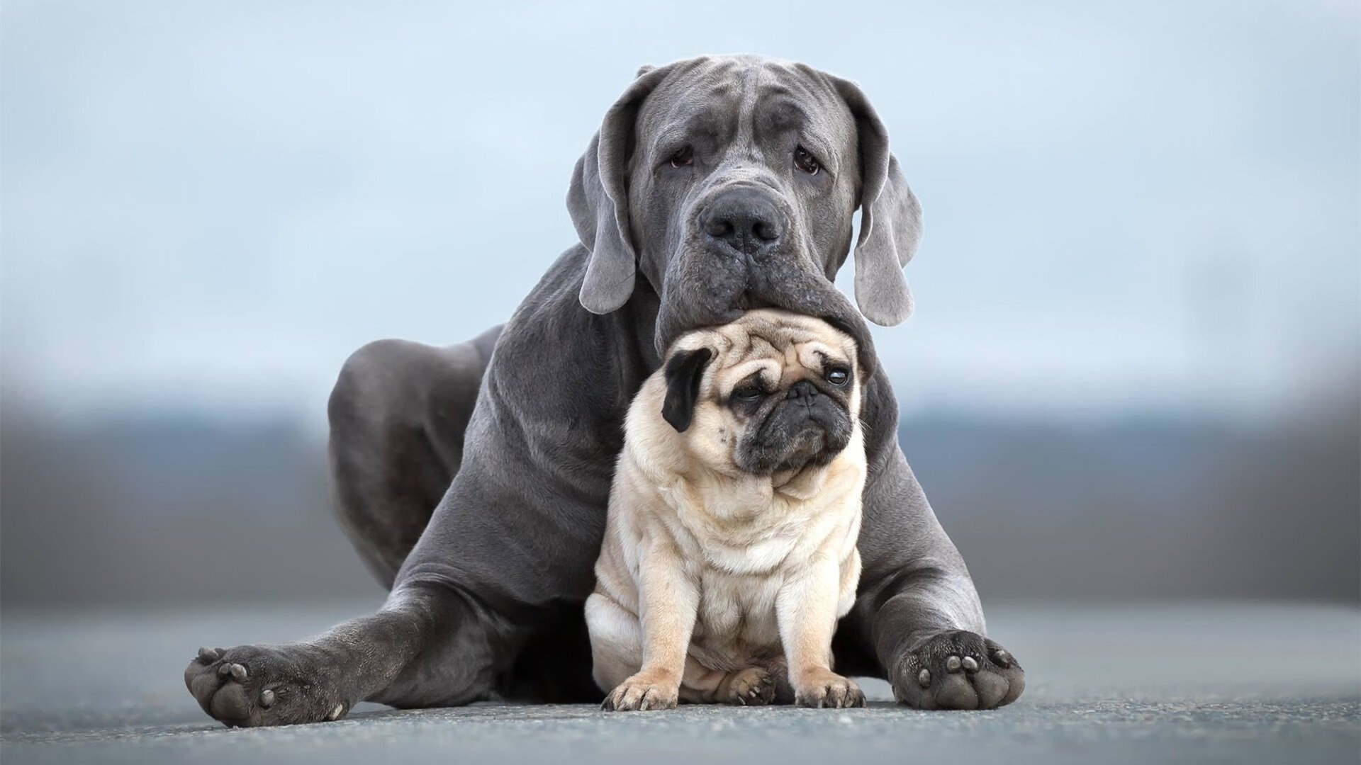 九游登录入口-全球化浪潮：NBA国际球员比例持续攀升，nba国际球员是什么意思